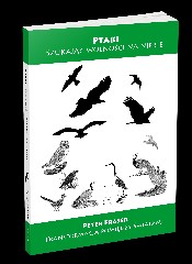 Ptaki Szukając wolności na niebie