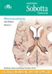 Anatomia Sobotta Flashcards Neuroanatomia Łacińskie mianownictwo anatomiczne
