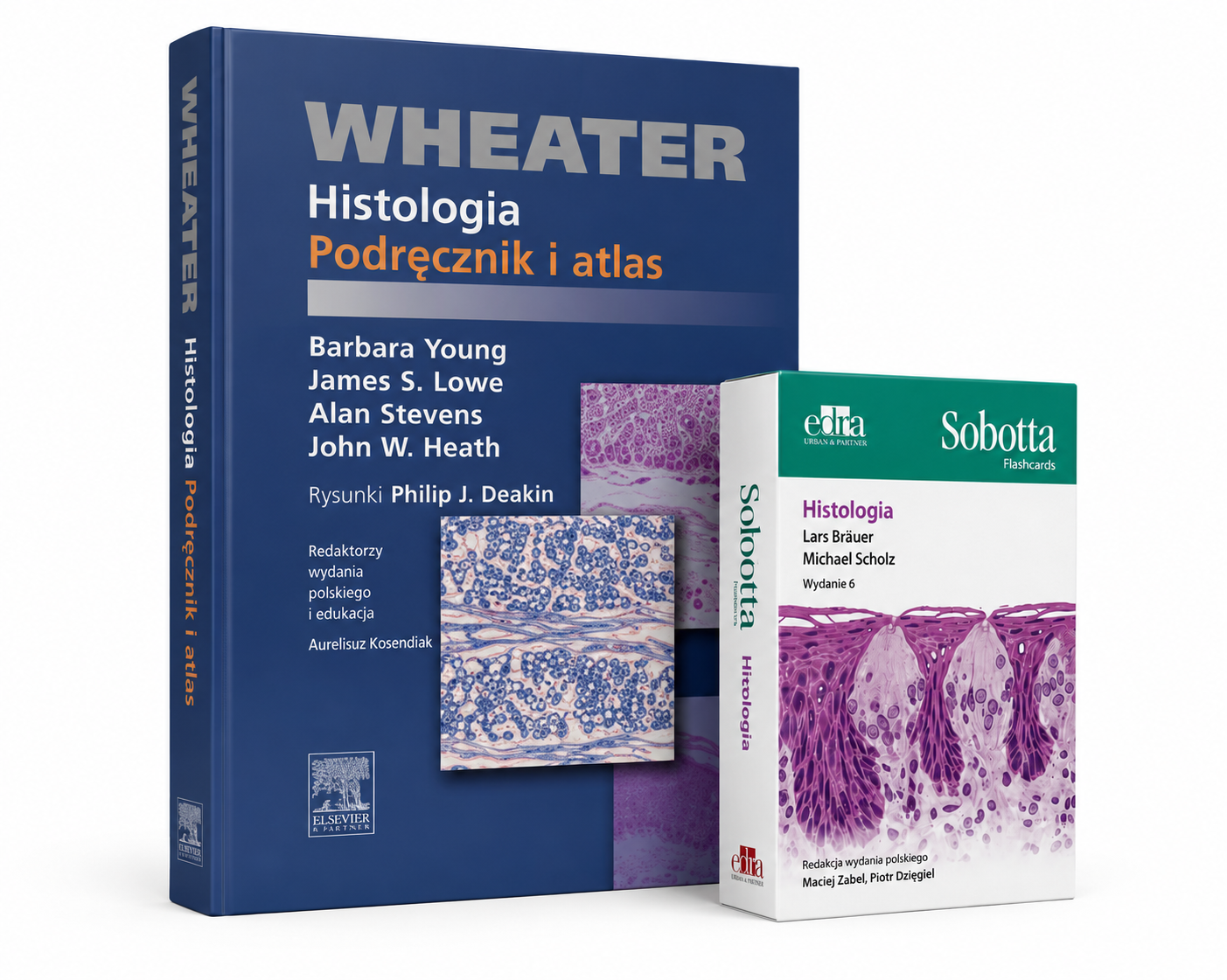 Histologia Podręcznik i atlas Wheater + SOBOTTA Flashcards Histologia KOMPLET