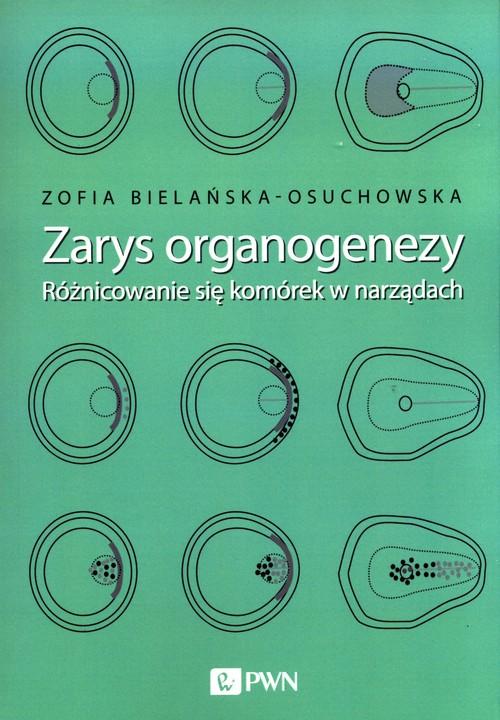 Zarys organogenezy Różnicowanie się komórek w narządach