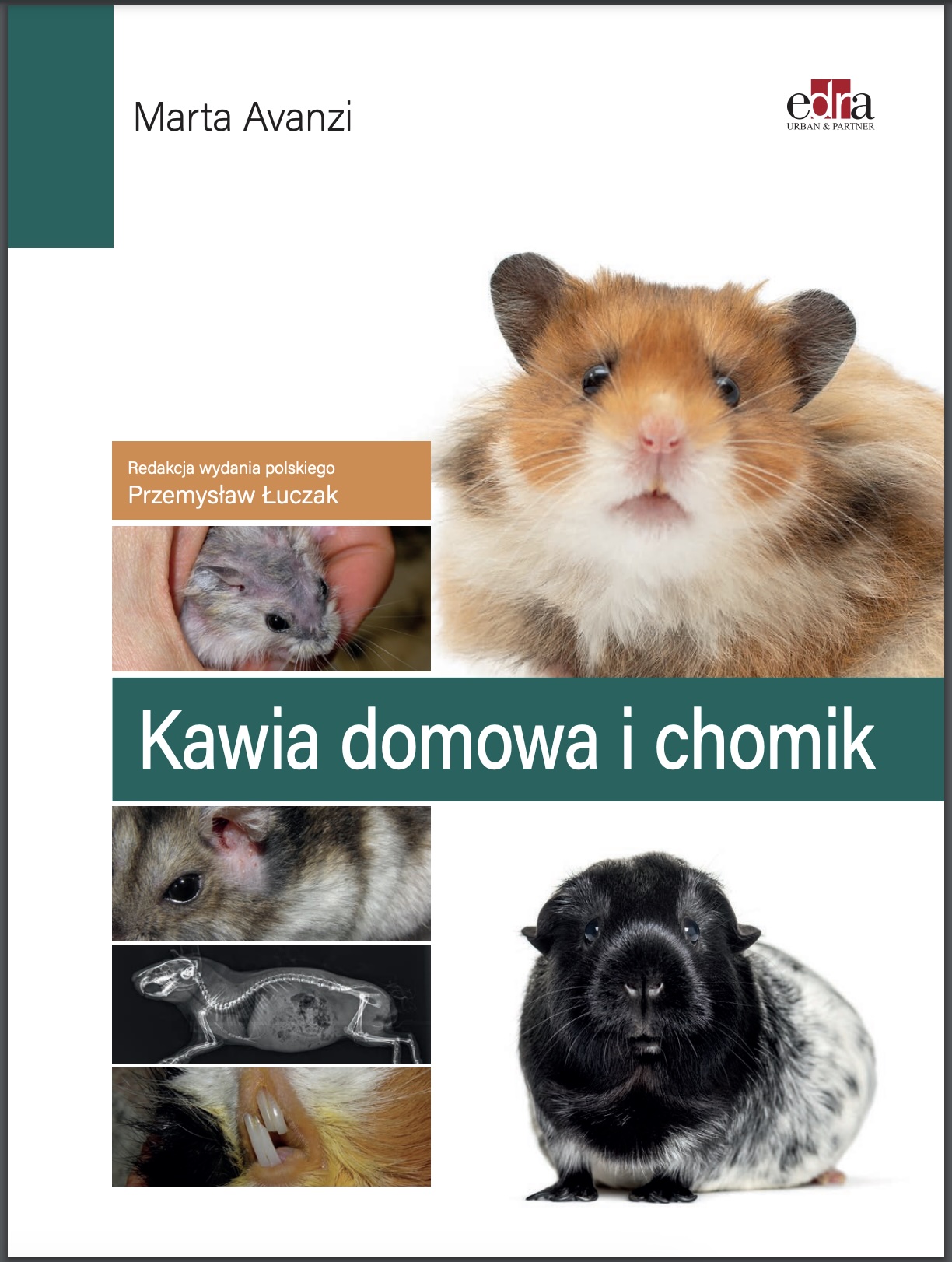 KAWIA DOMOWA I CHOMIK