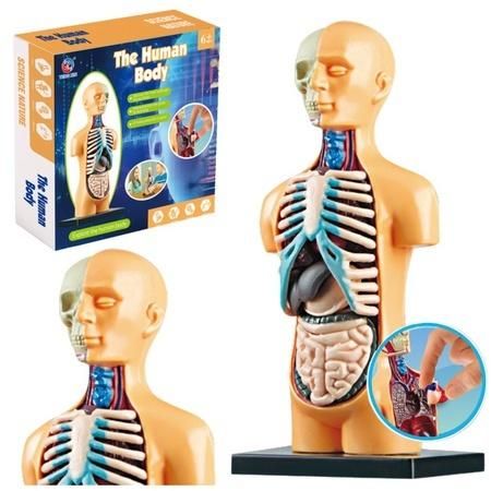 Model anatomiczny ciało ludzkie narządy