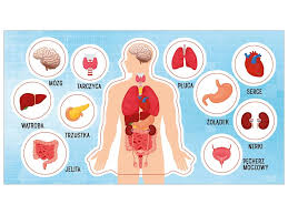 Naklejki Anatomia człowieka